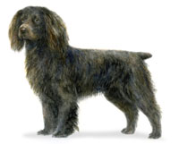 Boykin Spaniel