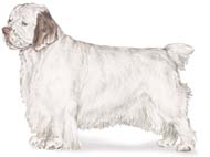 Clumber Spaniel