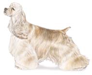 Cocker Spaniel (ASCOB)