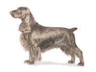 Field Spaniel