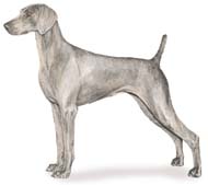 Weimaraner